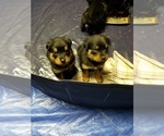 Small Photo #3 Rottweiler Puppy For Sale in VANDALIA, MO, USA