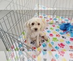 Small #4 Poodle (Toy)