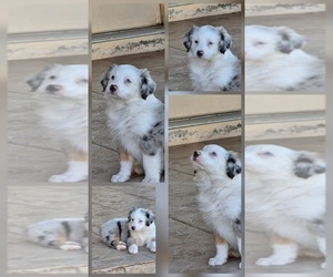 Miniature Australian Shepherd Puppy for sale in GLENDALE, AZ, USA