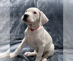 Small Photo #1 Dogo Argentino Puppy For Sale in SAN ANTONIO, TX, USA
