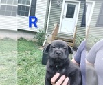 Puppy 7 Chinese Shar-Pei-German Shepherd Dog Mix