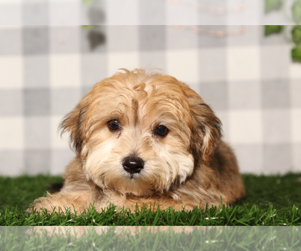 Medium Photo #1 Yo-Chon Puppy For Sale in MARIETTA, GA, USA