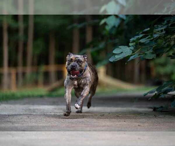 Medium Photo #18 American Pit Bull Terrier-Bulldog Mix Puppy For Sale in Raleigh, NC, USA