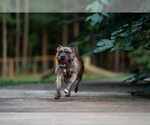 Small #17 American Pit Bull Terrier-Bulldog Mix