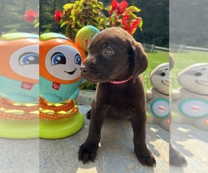 Labrador Retriever Puppy for Sale in NEOLA, West Virginia USA