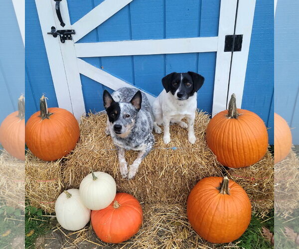 Medium Photo #9 Mutt Puppy For Sale in FAIRLAWN, OH, USA