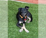 Small #7 Chihuahua Mix