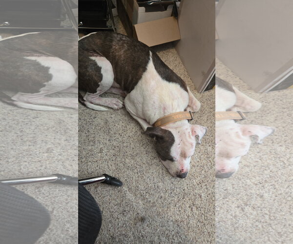 Medium Photo #9 Staffordshire Bull Terrier-Unknown Mix Puppy For Sale in The Woodlands, TX, USA