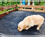 Small #4 Golden Retriever