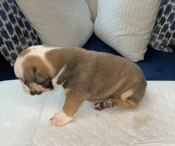 Medium Photo #3 English Bulldog Puppy For Sale in DECATUR, GA, USA