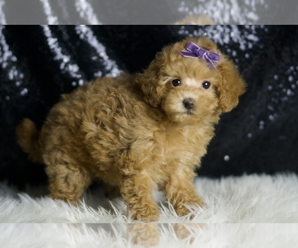 Medium Photo #5 Maltipoo (Miniature) Puppy For Sale in WARSAW, IN, USA