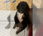 Small Photo #1 Australian Shepherd Puppy For Sale in ASHLAND CITY, TN, USA