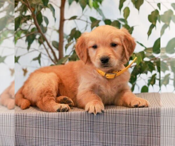 Medium Photo #3 Golden Retriever Puppy For Sale in LITITZ, PA, USA