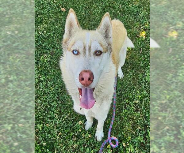 Medium Photo #1 Siberian Husky Puppy For Sale in Sacramento, CA, USA