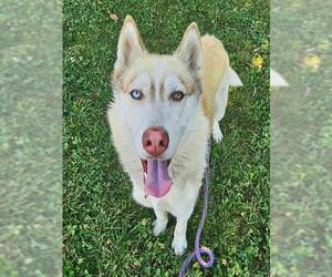 Siberian Husky Dogs for adoption in Sacramento, CA, USA