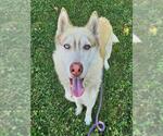 Small Siberian Husky