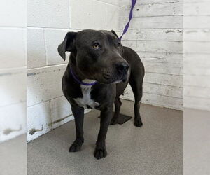 Mutt Dogs for adoption in San Bernardino, CA, USA