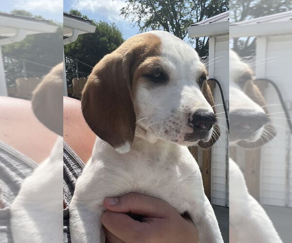 Medium Photo #2 Jack-A-Bee Puppy For Sale in Aurora, IN, USA