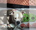 Small Photo #3 Bulldog-Unknown Mix Puppy For Sale in Germantown, OH, USA