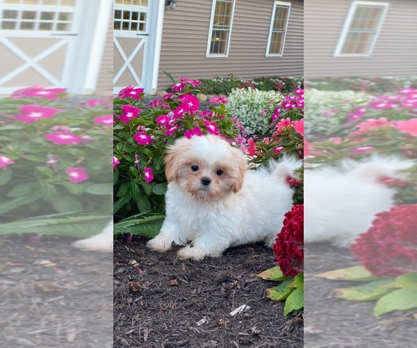 Medium Photo #1 Shih Tzu Puppy For Sale in CANOGA, NY, USA