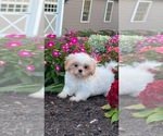 Image preview for Ad Listing. Nickname: Shadow