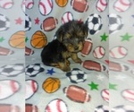 Small Photo #16 Yorkshire Terrier Puppy For Sale in LAPEER, MI, USA
