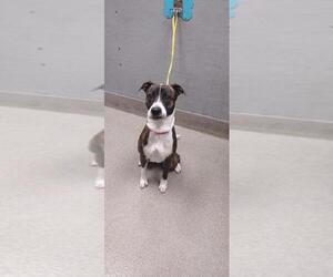 Medium Staffordshire Bull Terrier Mix