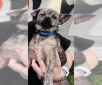 Small #2 Chihuahua Mix