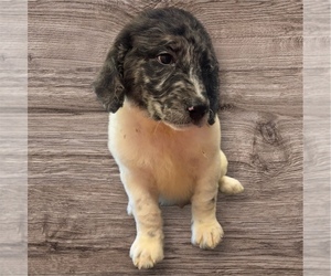 Labradoodle Puppy for sale in CARLISLE, KY, USA