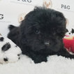 Small Photo #2 Maltese-Poodle (Toy) Mix Puppy For Sale in TEMPLE CITY, CA, USA