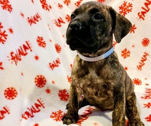 Presa Canario Puppy for sale in MILWAUKEE, WI, USA