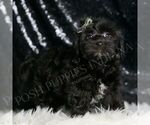 Puppy Raider F1B YorkiePoo