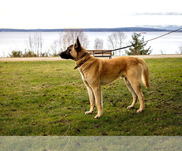 Medium Photo #8 German Shepherd Dog-Unknown Mix Puppy For Sale in Seattle, WA, USA