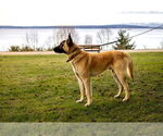 Small #7 German Shepherd Dog Mix