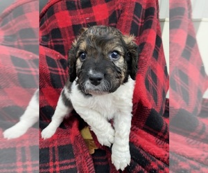 Cockapoo Puppy for sale in ARLINGTON, WA, USA