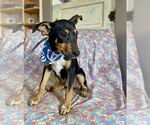Small #1 Catahoula Leopard Dog-Miniature Pinscher Mix