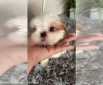 Small Photo #3 Shih Tzu Puppy For Sale in TULARE, CA, USA