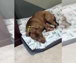 Small #8 American Pit Bull Terrier-Chocolate Labrador retriever Mix