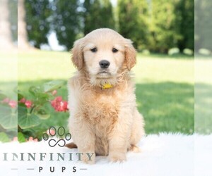 Golden Retriever Puppy for sale in NEWPORT, PA, USA