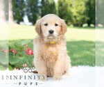 Small Golden Retriever