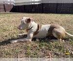 Small #1 American Pit Bull Terrier Mix