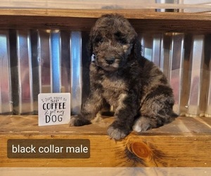 Goldendoodle Puppy for sale in EAST GADSDEN, AL, USA
