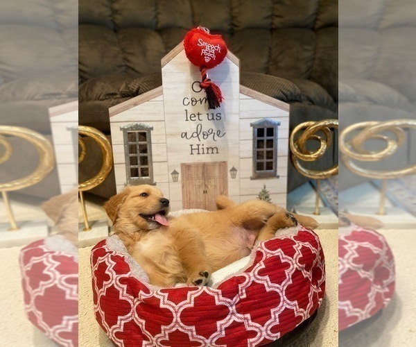 Medium Photo #27 Golden Retriever Puppy For Sale in SANFORD, NC, USA