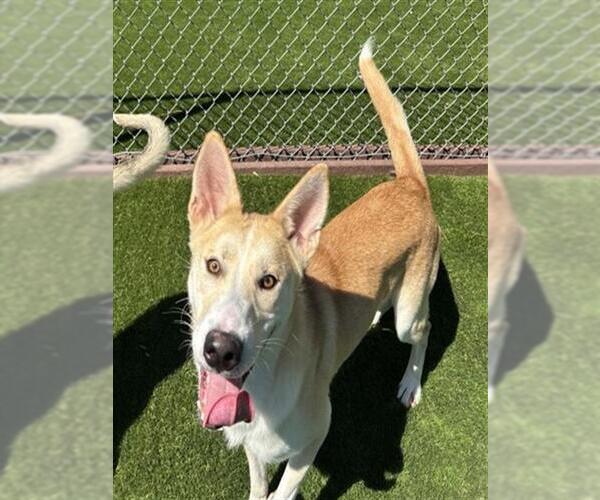 Medium Photo #3 German Shepherd Dog-Unknown Mix Puppy For Sale in San Bernardino, CA, USA