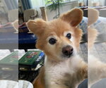 Small #1 Pomeranian Mix
