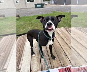 Dodger - Male American Staffordshire Terrier-Unknown Mix Dog for Adoption - Photo #3
