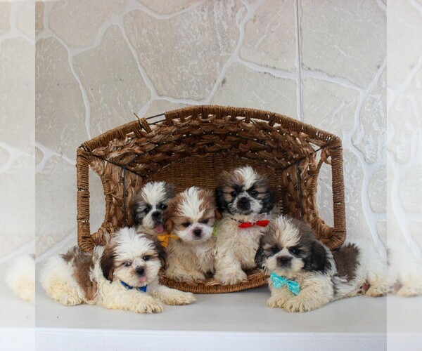 Medium Photo #4 Shih Tzu Puppy For Sale in GORDONVILLE, PA, USA