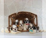 Small Photo #4 Shih Tzu Puppy For Sale in GORDONVILLE, PA, USA