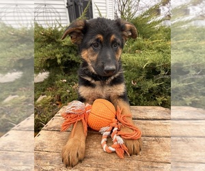 German Shepherd Dog Puppy for sale in MIDDLEBURY, IN, USA