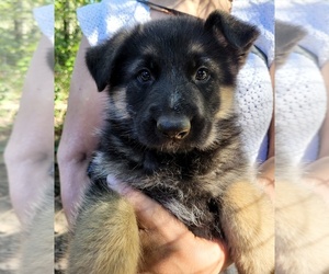 German Shepherd Dog Puppy for Sale in FEDERAL WAY, Washington USA